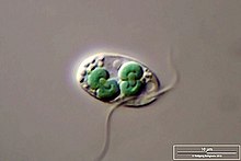 The glaucophyte Cyanophora paradoxa with two chloroplasts in the process of dividing.