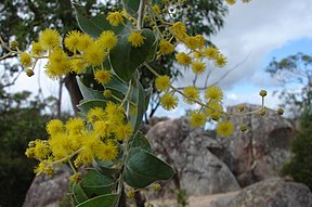 Queensland Silver Wattle (Acacia podalyriifolia)