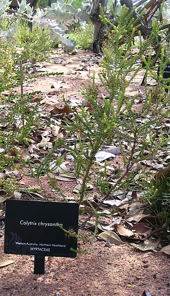 File:Calytrix chrysantha.jpg