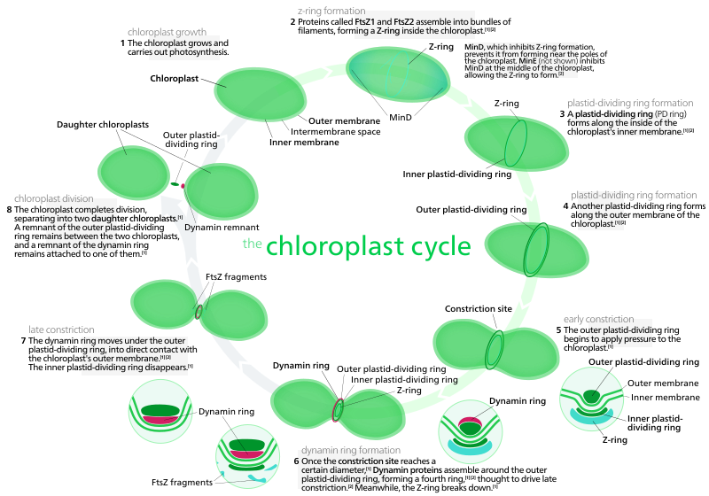 Most chloroplasts in plant cells, and all chloroplasts in algae arise from chloroplast division.[188] Picture references,[161][192]