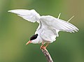 97 Common tern landing on a branch uploaded by Alexis Lours, nominated by Alexis Lours,  14,  2,  1