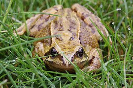 Australian frog