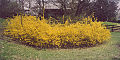 Dimensiù de 'na Forsythia de 50 agn de età