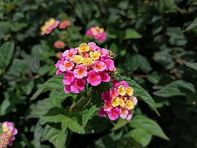 Lantana is an invasive genus of plants