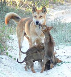 Litje Dingos böädelje een uutwoaksen Montje uum Fodder oun