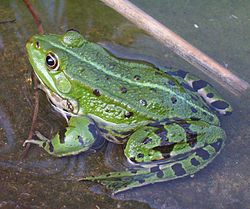 Rana esculenta