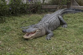 American alligator (Alligator mississippiensis)