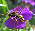 Wespenbiene (Nomada succincta)