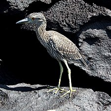 Nematurulo en Galapagoj