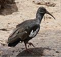 Klunkeribis