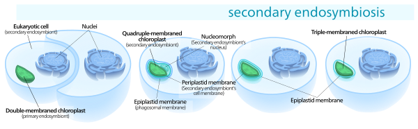 Secondary endosymbiosis consisted of a eukaryotic alga being engulfed by another eukaryote, forming a chloroplast with three or four membranes.