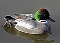 Falcated duck