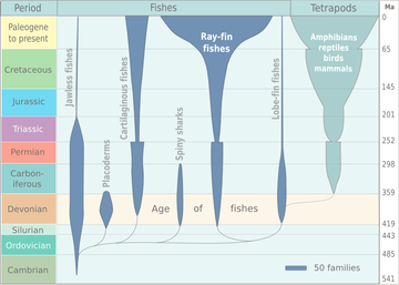 Spindle diagram for the evolution of fish and other vertebrate classes. The diagram is based on Michael Benton, 2005.[1] Conventional classification has living vertebrates as a subphylum grouped into eight classes based on traditional interpretations of gross anatomical and physiological traits. In turn, these classes are grouped into the vertebrates that have four limbs (the tetrapods) and those that do not: fish. The extant vertebrate classes are:[2] Fish: jawless fish (Agnatha) cartilaginous fish (Chondrichthyes) ray-finned fish (Actinopterygii) lobe-finned fish (Sarcopterygii) Tetrapods: amphibians (Amphibia) reptiles (Reptilia) birds (Aves) mammals (Mammalia) In addition to these are two classes of extinct jawed fish, the armoured placoderms and the spiny sharks.