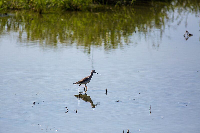 File:Greater yellowlegs (36852700580).jpg