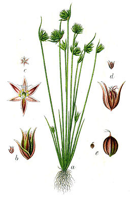 Botanisk illustration fra Deutschlands Flora in Abbildungen 1796