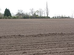 Tattie rigs, Earles Lane - geograph.org.uk - 2883865.jpg