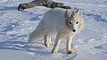 Alopex lagopus foragorapusis, Grenland