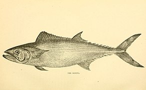 The fishes of the east Atlantic coast (Plate 6) (6801172437).jpg