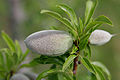 Immature fruit on tree