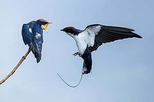 #9: Кончестоопашеста ластовица (Hirundo smithii) како ги храни младите. Припис: Manojiritty (CC BY-SA 4.0)