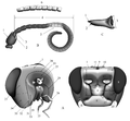 Figure 3 Head Morphology