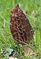 Morchella deliciosa