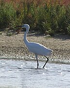 Belosarayskoy Spit, Sea of Azov, Ukraine