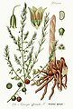 Asparges (Asparagus officinalis; en dansk repræsentant for Asparagales)