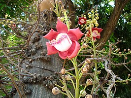 Lecythidaceae