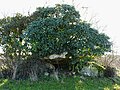 Dolmen von Eylias