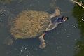 Image 43An Eastern long-necked turtle (Chelodina longicollis) covered in algae, in Victoria, Australia.