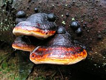 Fomitopsis pinicola 1.JPG