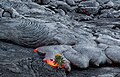 Progression d'une coulée de pāhoehoe en lobes[1] sur le Kīlauea.