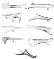 Image 1Variety of male structures in Phlebotominae (Diptera, Psychodidae) (from Insect reproductive system)