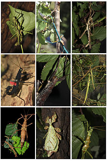 Phasmatodea overview.jpg