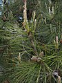 Pinus brutia (conifera)