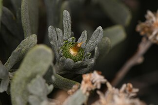 Rhopalomyia conica gall
