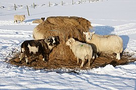 Moutons dans la neige se nourrissant d'une balle d'ensilage posée dans un râtelier cylindrique (après retrait du plastique). Îles Shetland, Grande-Bretagne.