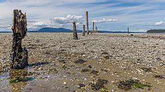 Sidney Spit, Sidney Island, British Columbia, Canada 23.jpg