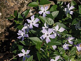 Vinca difformis