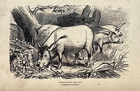 A wild hog (Potamochoerus ablifrons) grazing. Engraving by G Wellcome V0021493.jpg