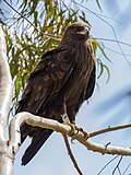 Thumbnail for File:Greater spotted eagle.jpg