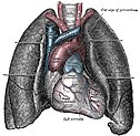 Das menschliche Herz mit beiden Lungenflügeln. Anatomische Darstellung aus „Gray’s Anatomy“ von 1918 (engl.)