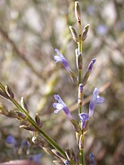 Lavandula coronopifolia