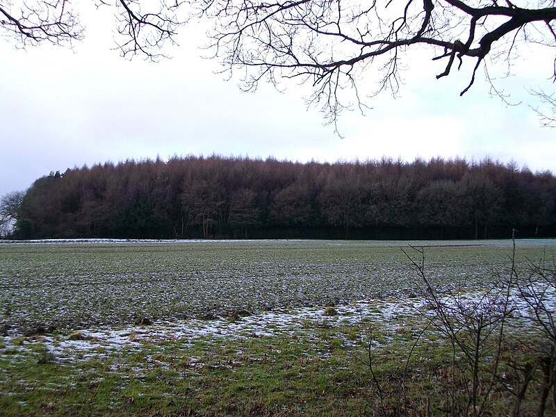 File:Roundhill Wood - geograph.org.uk - 4330216.jpg