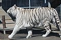 Royal White Bengal tiger