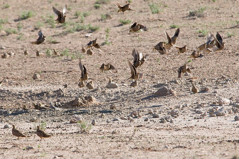 File:Sandgrouse flock.jpg