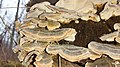 Trametes versicolor