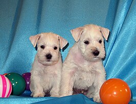 Dwergschnauzerpups wit