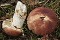 Russula vesca